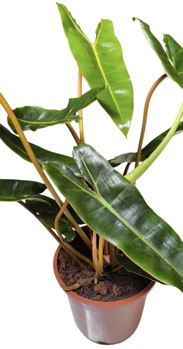 Philodendron Filodendron Billietiae 70 cm