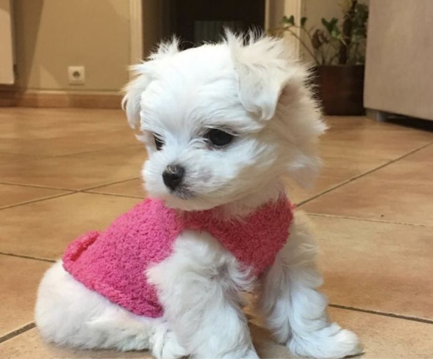 Bichon maltes menina