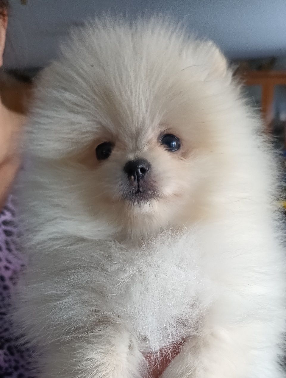 Piesek Szpic miniaturowy pomeranian