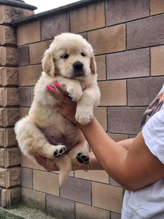 Золотистий ретрівер з документами