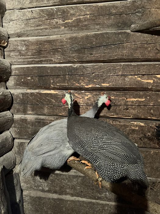 Самці цесарі …..