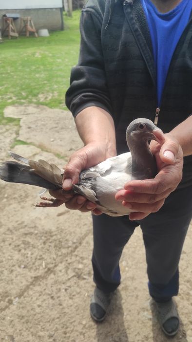 Голуб жешовський молодий