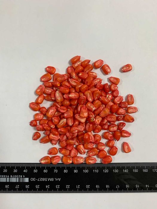 Кукурудза силосна  MAЧА (Турецької селекції)