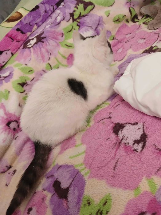 Принцеса з гривкою, біля 3 міс.