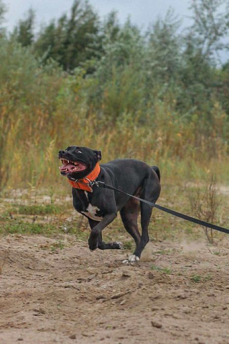 suczka pitbull do adopcji pit bull amstaff