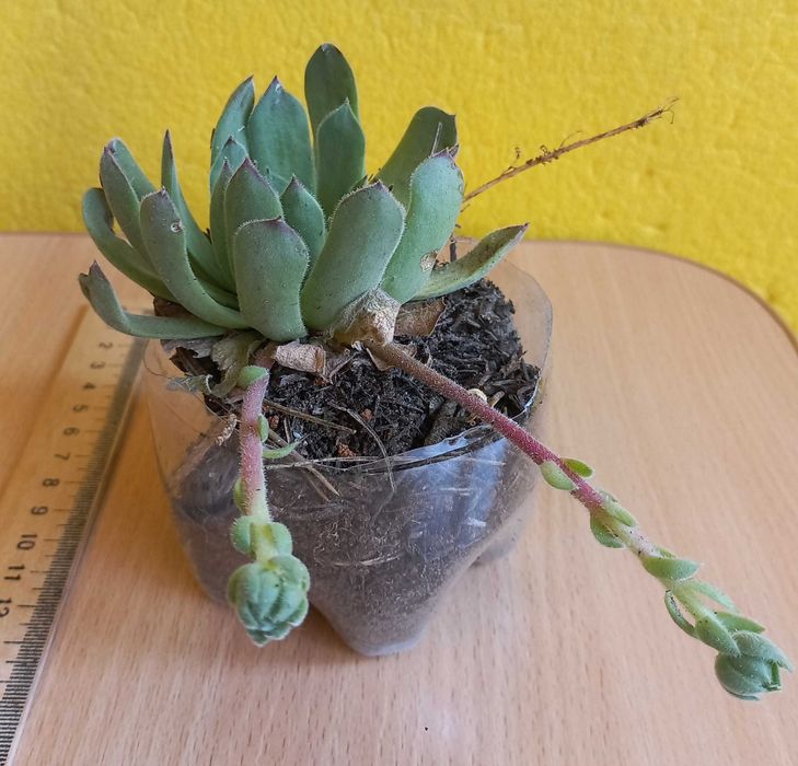 Молодило каменная роза цветы растения суккуленты уличные комнатные