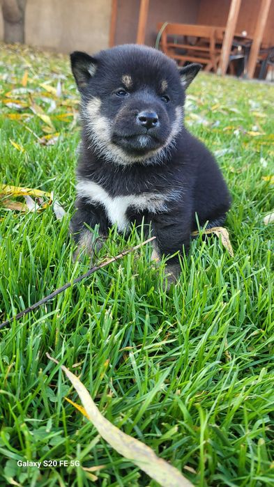 Shiba inu z metryka Fci