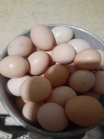 Инкубационное яйцо Адлер Серебристый
