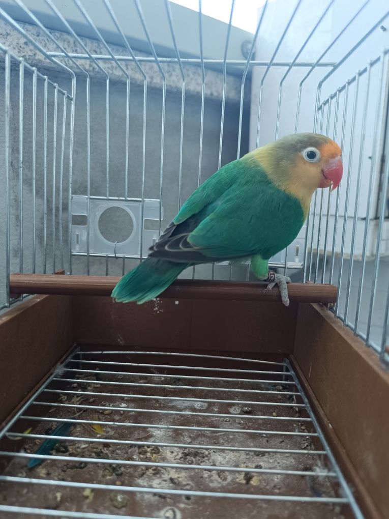 Agapornis Fischeris turquesas