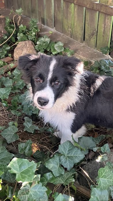 Wyjątkowy szczeniak, badania certyfikat oczy/serce Zkwp/Fci