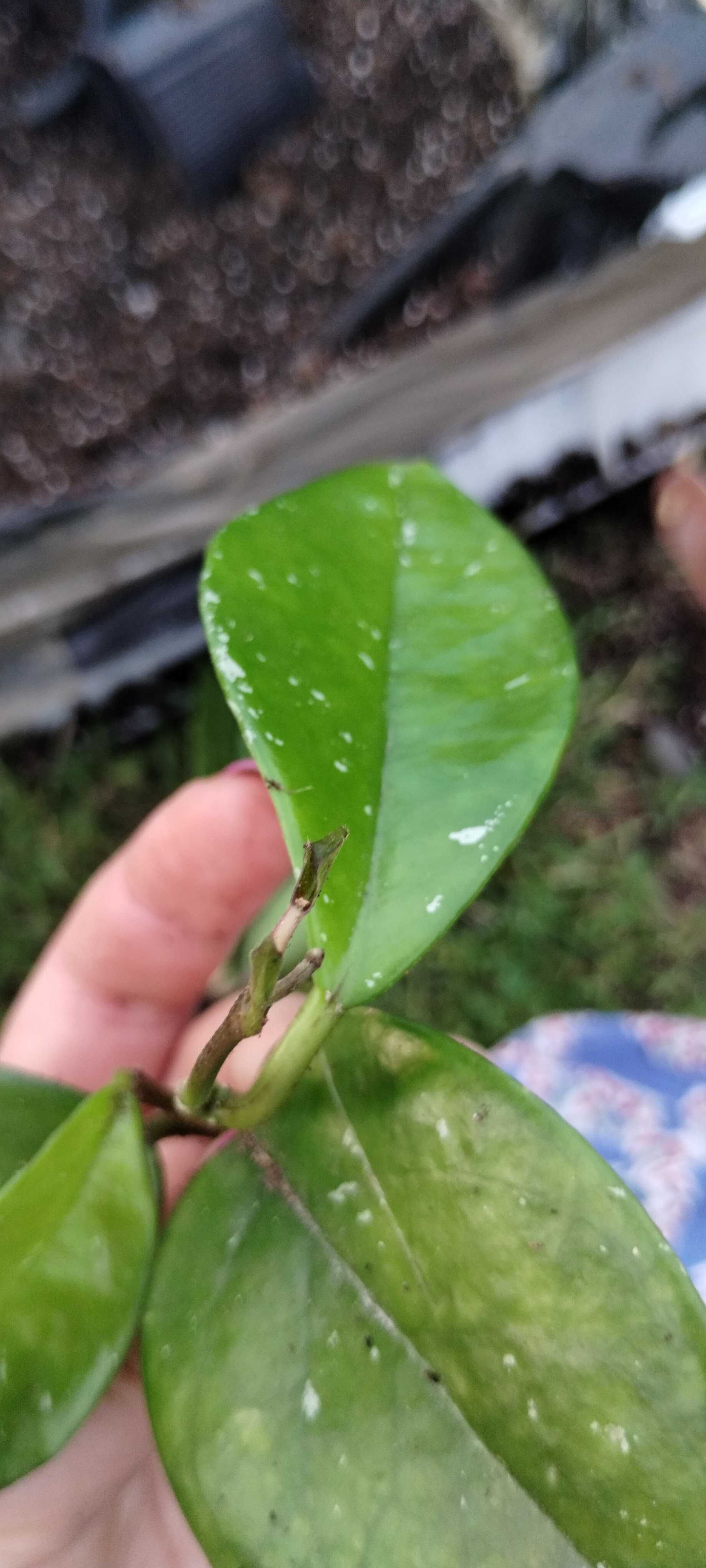 hoya splash, większa sadzonka