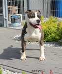 Amstaff pies na sprzedaż