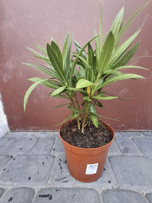 Oleander doniczka 18 cm