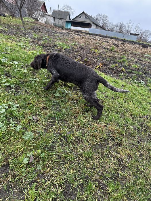 Продам два кобеля