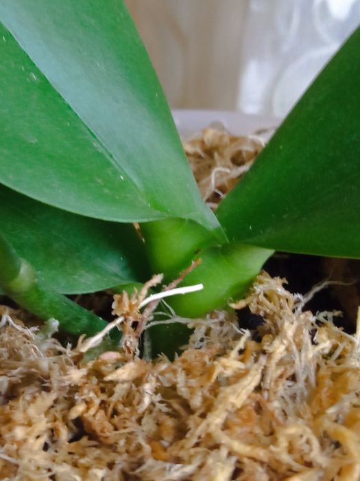 Орхідея Taida smail Little green