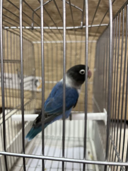 Agapornis Personata 2025 mais gaiola