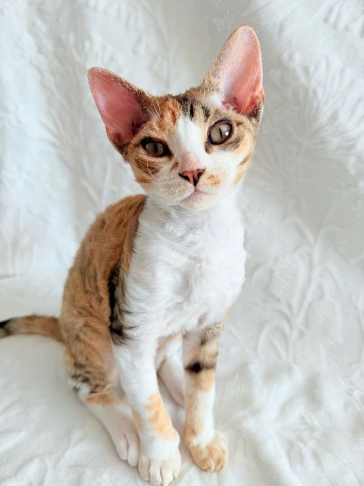 Koteczka Devon Rex