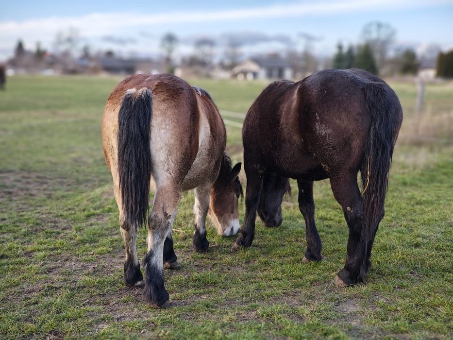 Klaczka zimnokrwista