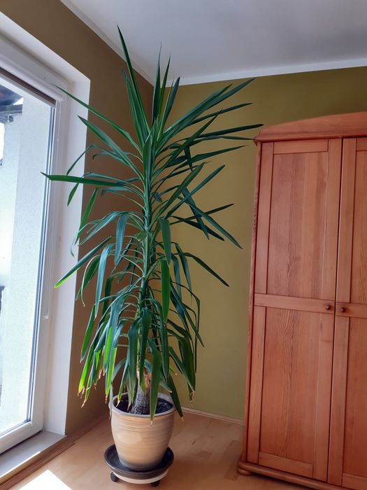 Dorodna duża Yuka 2 m juka w donicy ceramicznej