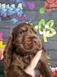 Cocker Spaniel Angielski-szczeniak