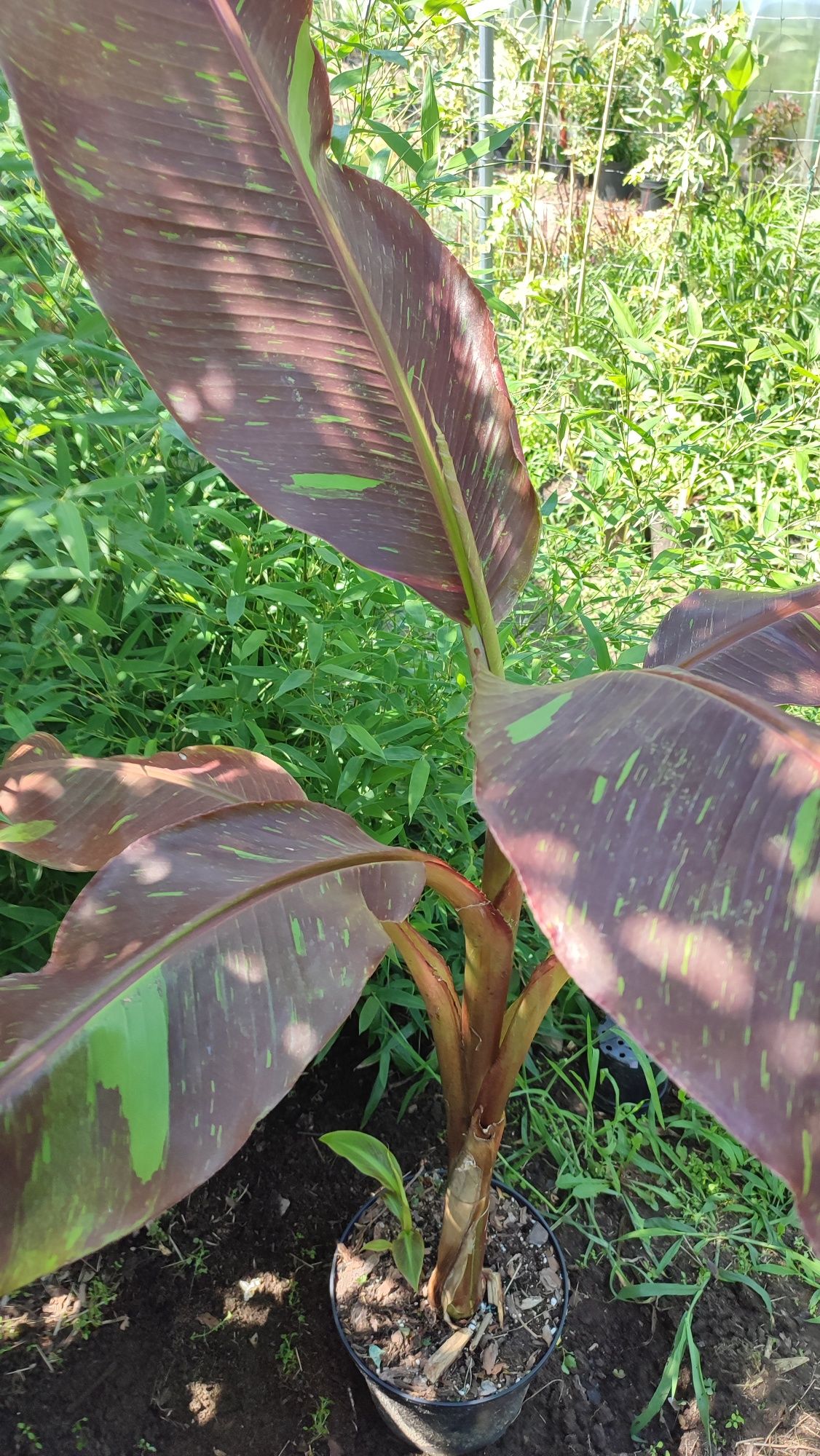 Bananowiec Musa Siam Ruby