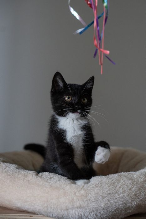 Baton słodki przyjaciel