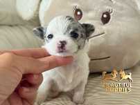 Chihuahua dziewczynka