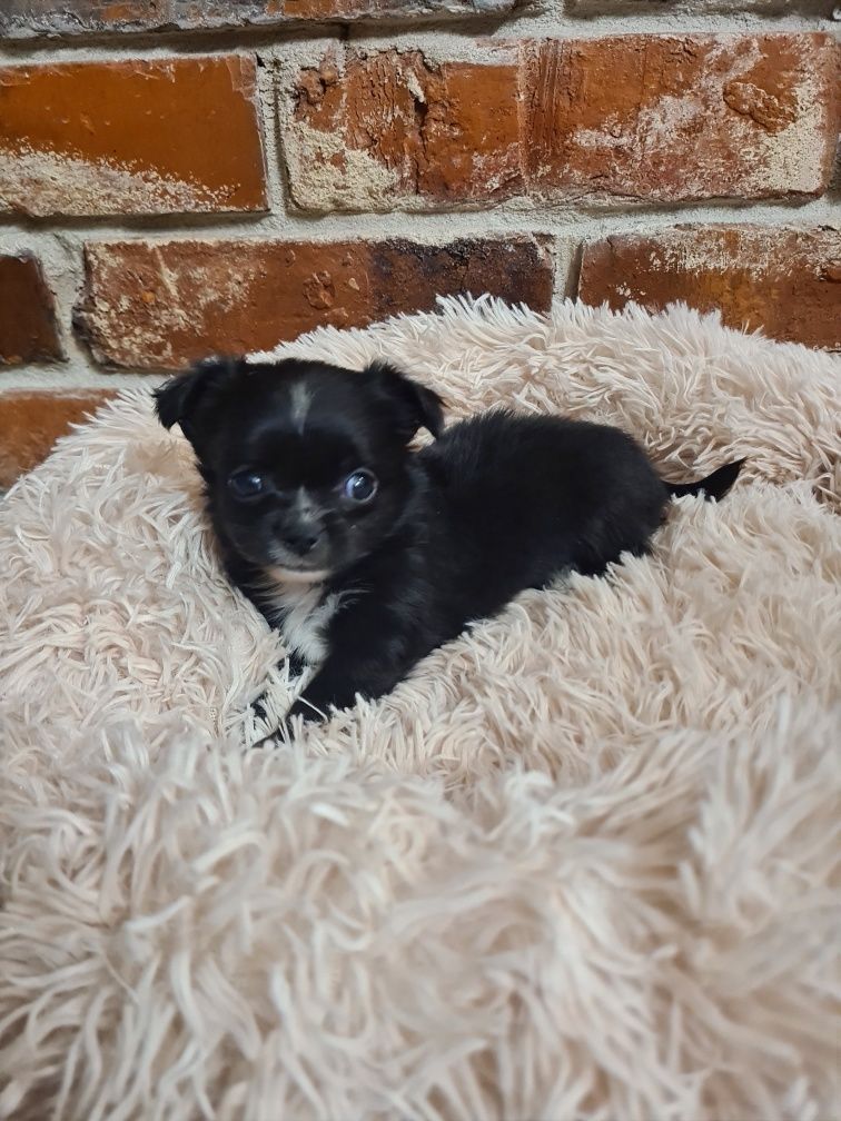 Chihuahua chłopczyk czarny z białymi dodatkam długowłosy i!