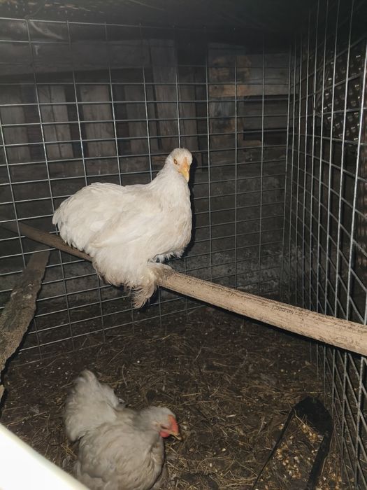 Pekins lavanda. .