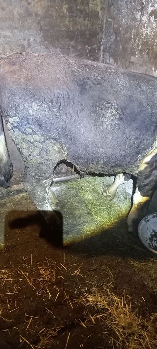 Продам бика живою вагою