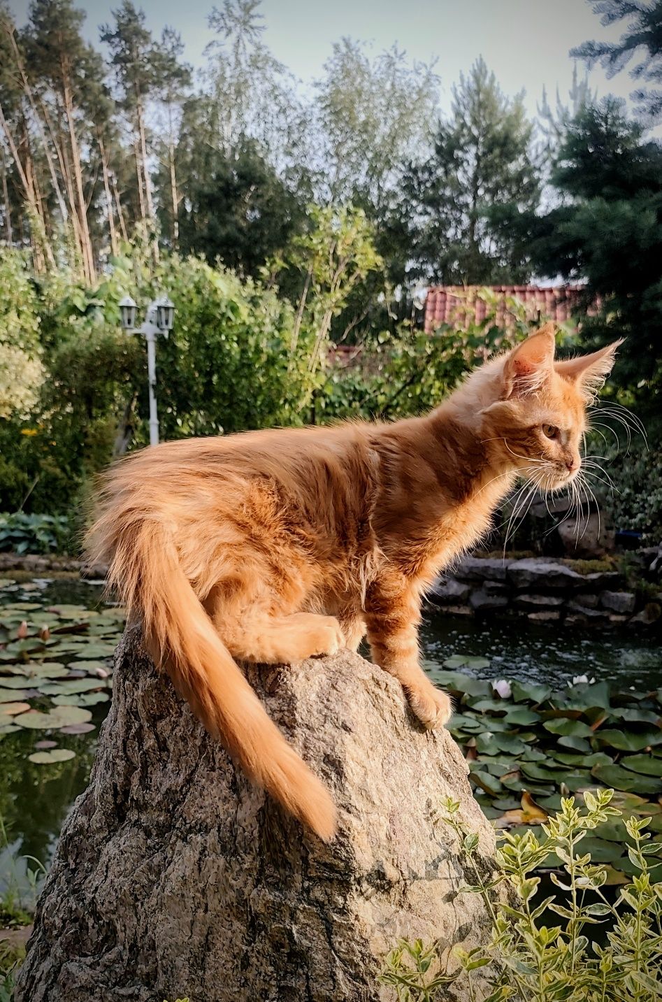 Rudy, największy z miotu Maine Coon/ hodowla