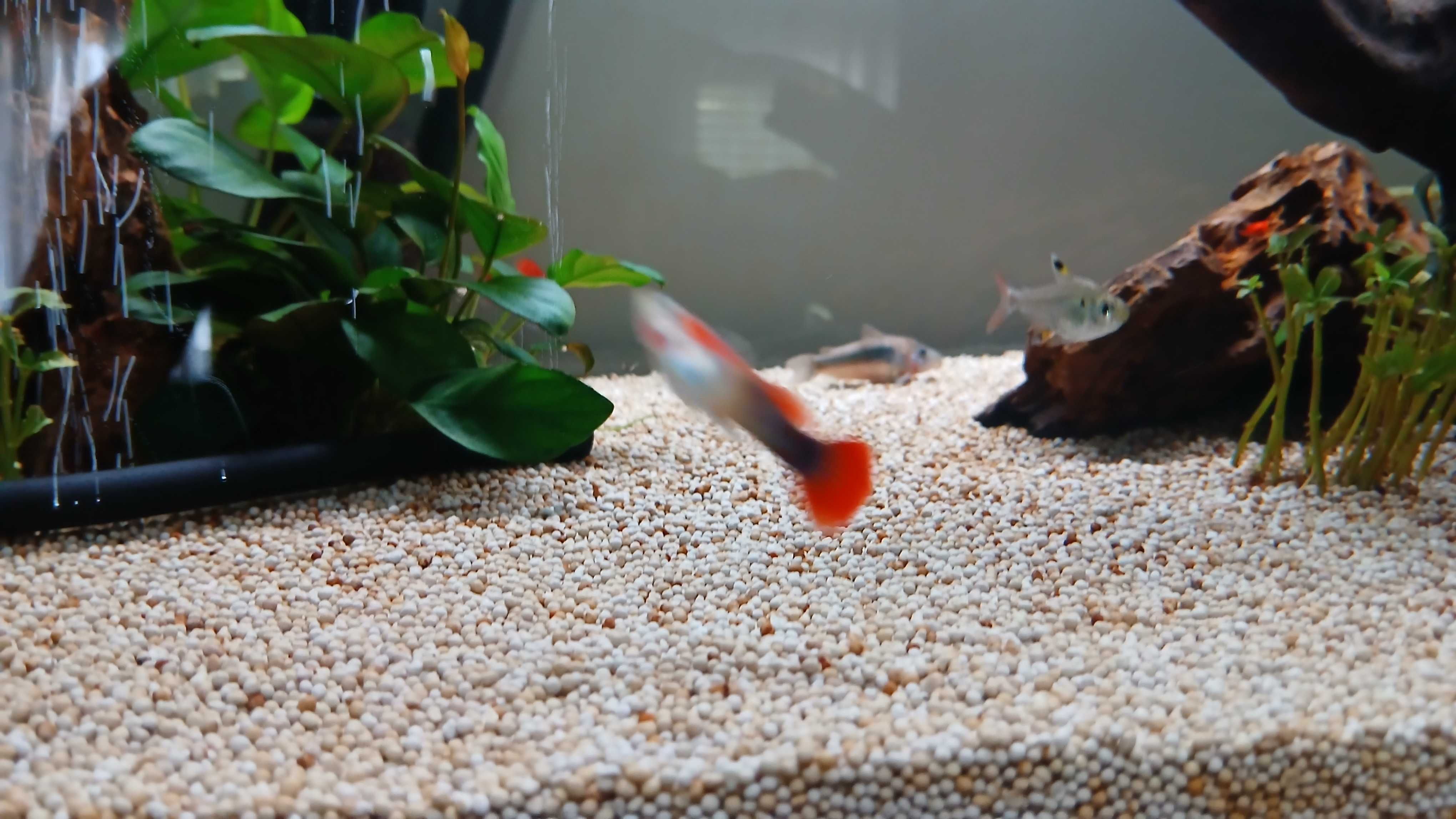 2 guppy macho rabo vermelho