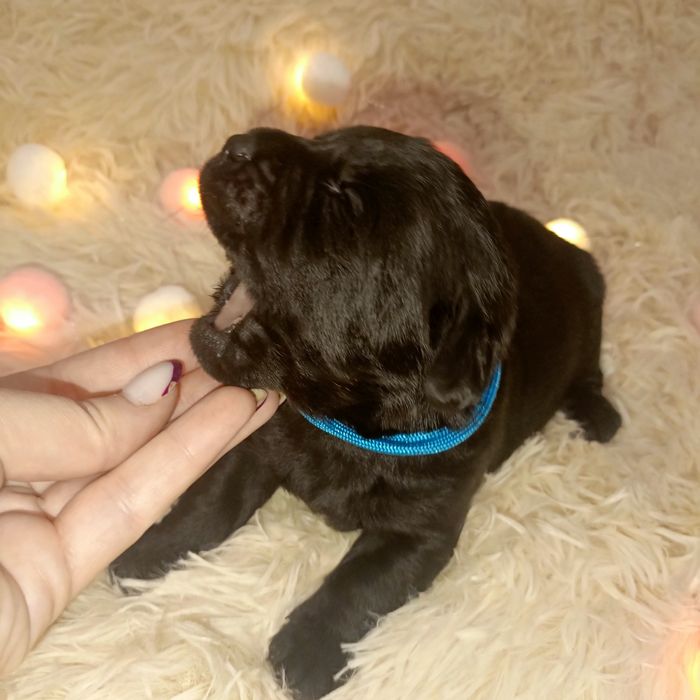 Przepiękny szczeniak labrador po rodzicach wystawowych