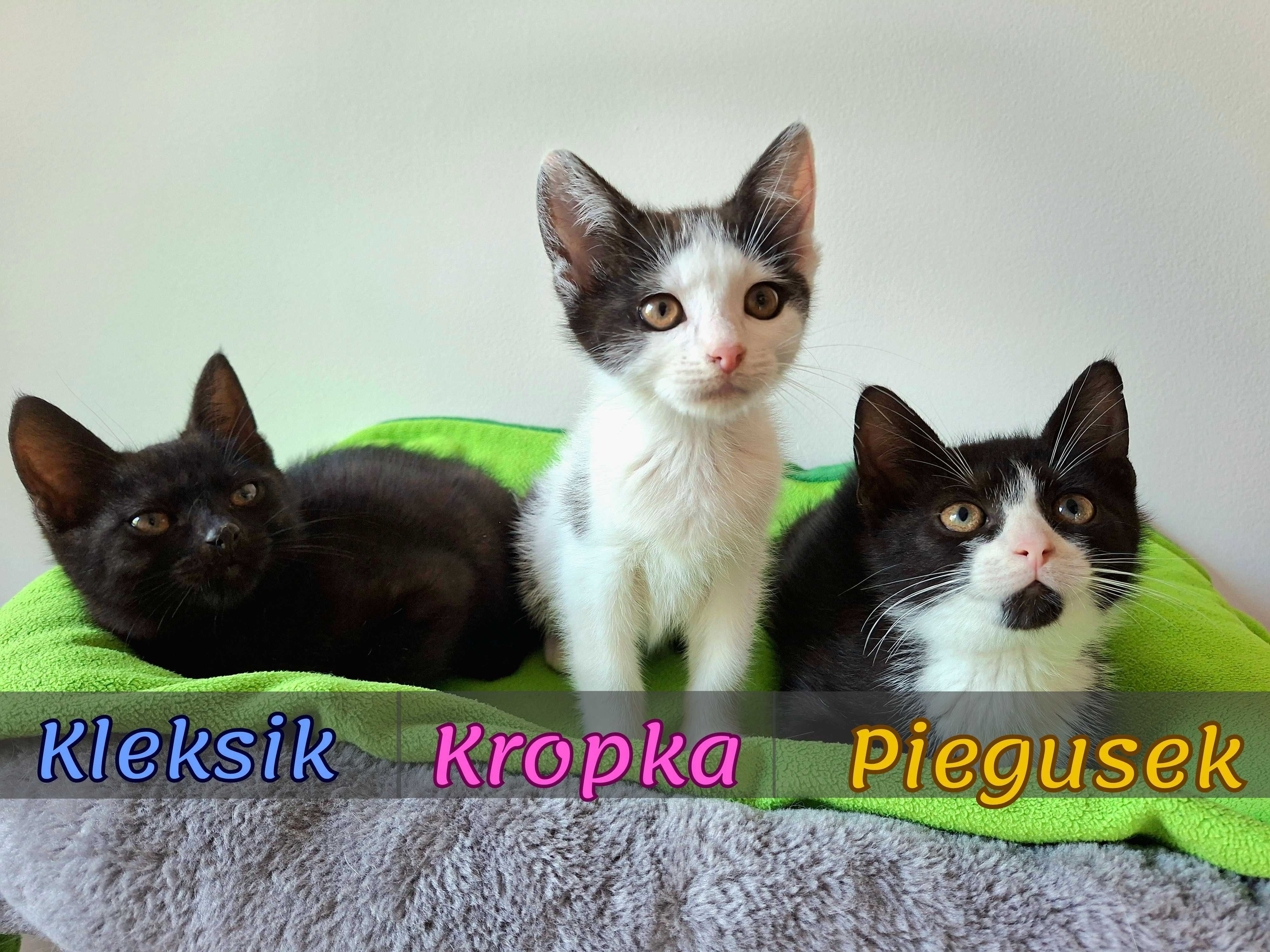 Kleksik chce mieć dom