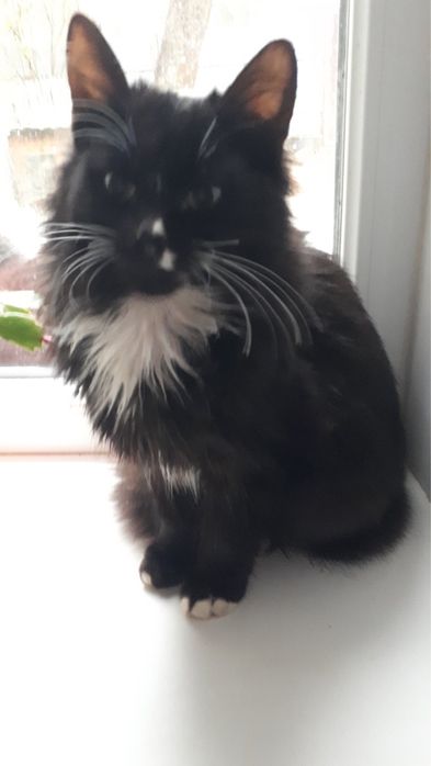 Віддам кошенят в добрі руки