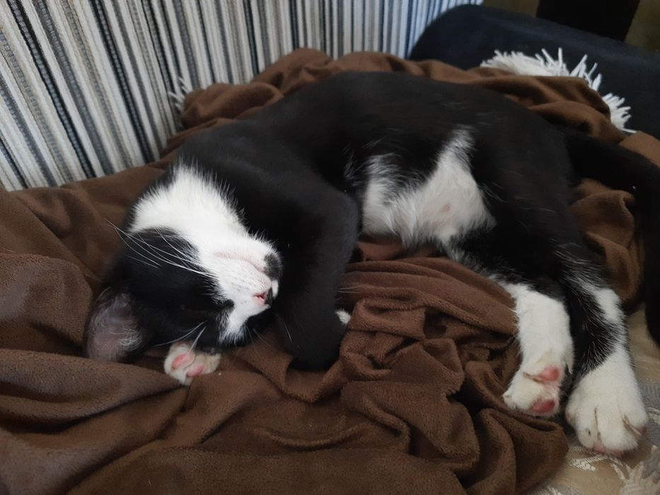 Класний кіт шукає дім