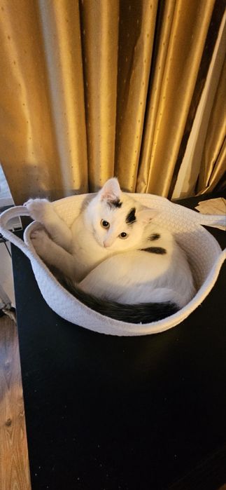 Кітті хоче стати домашньою