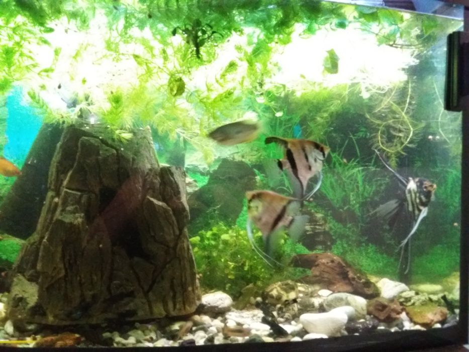 Ładne zielone roślinki zamienię na rybki