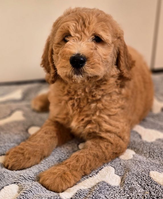 Piesek goldendoodle