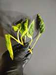 Epipremnum Shangri-la/Godzilla variegata kolekcjonerska