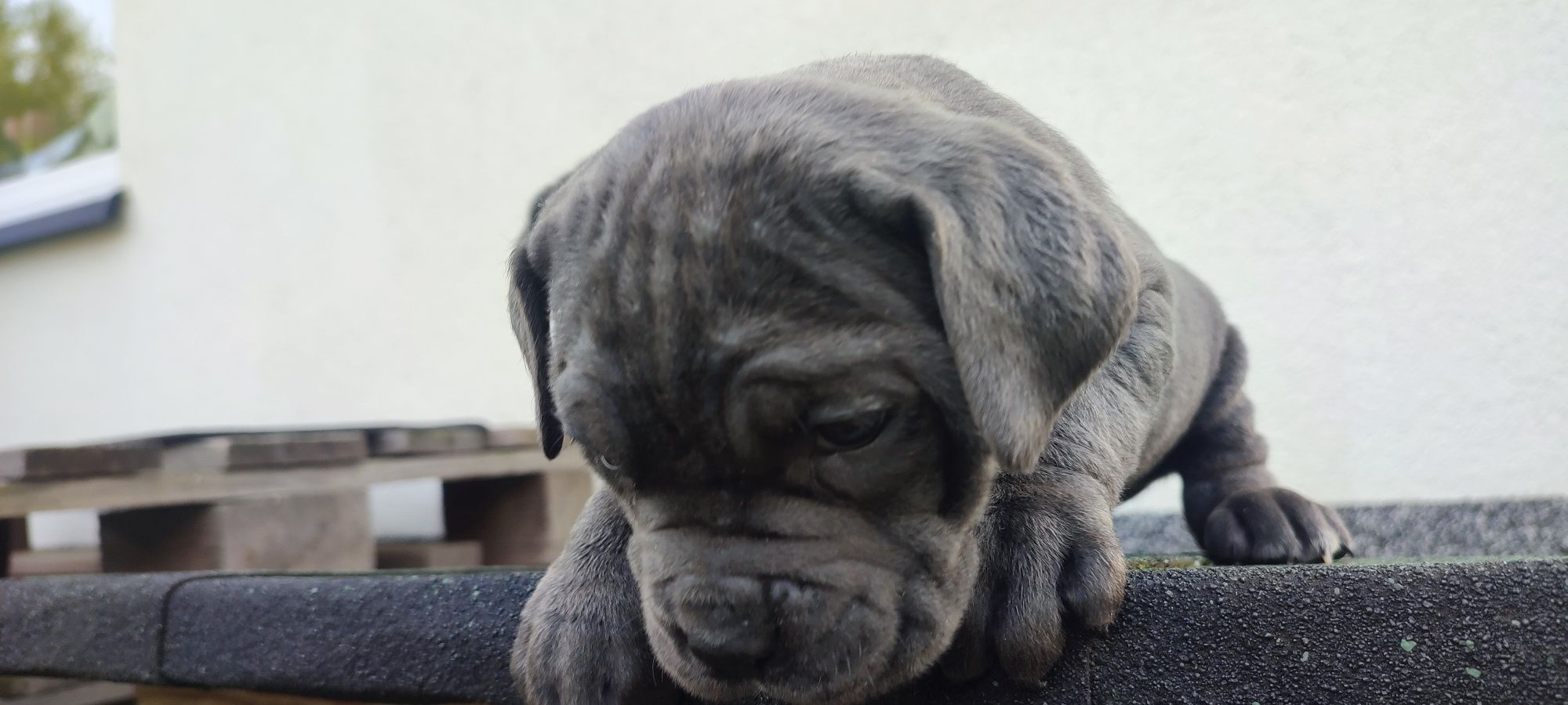 Cane Corso Wataha z Doliny Dziesięciu Stawów