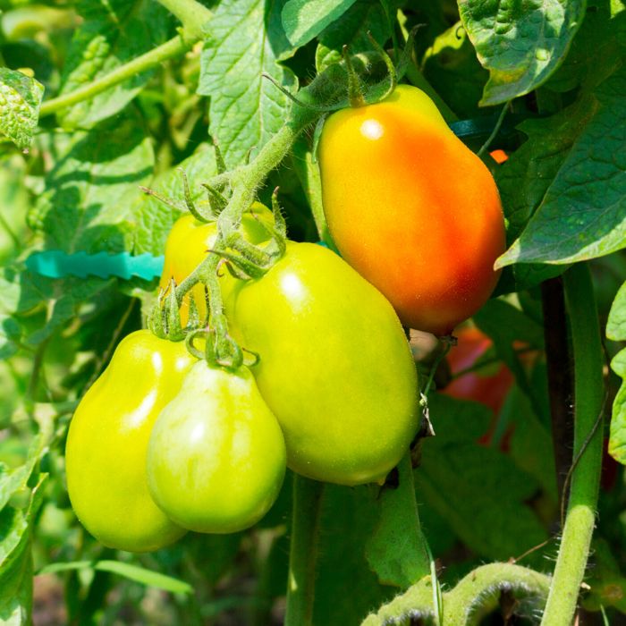 Hidroponia - Nutrientes Frutos Fase Frutificação - Loja Oficial