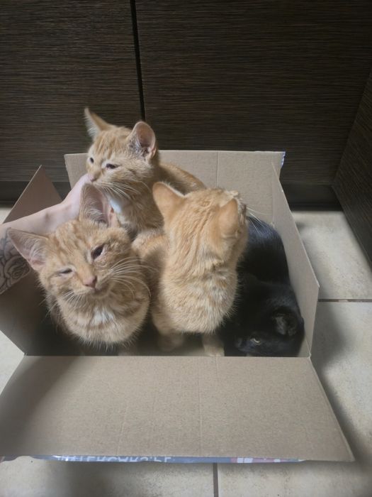 Oddam kotki za darmo