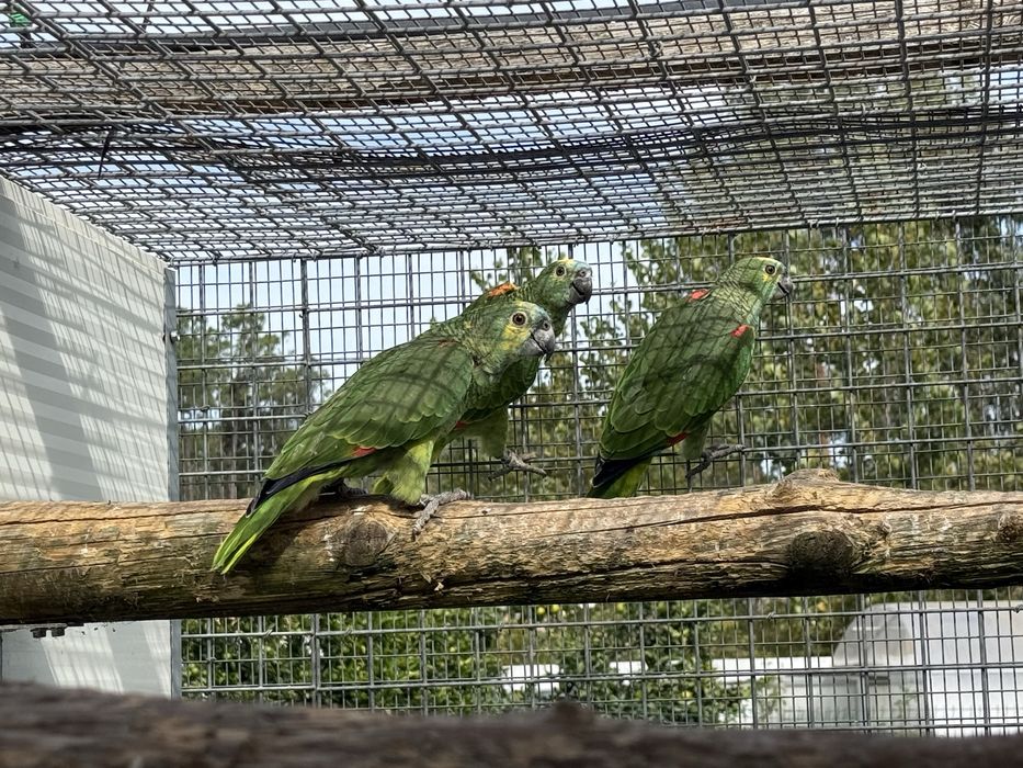 Papagaio femea aestiva xanthopteryx 2024