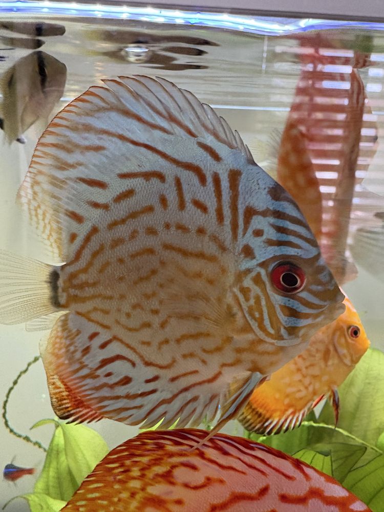 Dyskowiec red turkus
