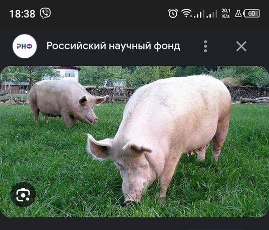 Продам свиней живою вагою