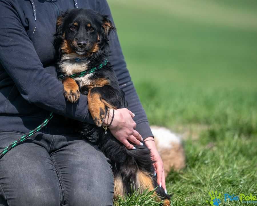 Mały puchaty Skoti