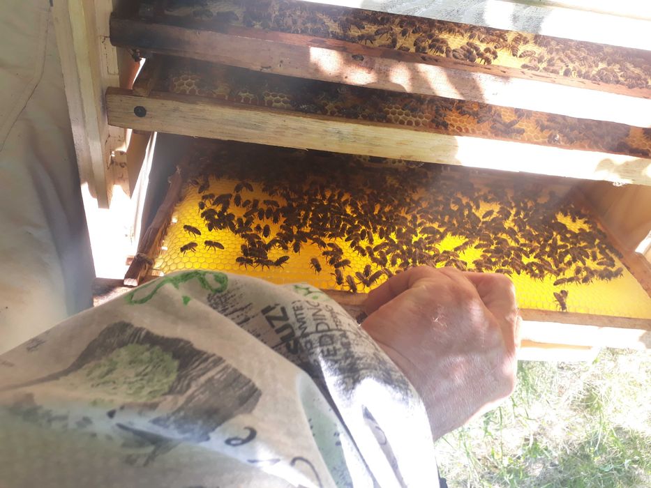 Бджолопакети. Одеська обл.  Любашівський р-н.