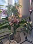 Storczyk vanda orchidea