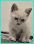 Gato bébés para adopção